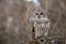 Barred Owl