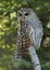 Barred Owl