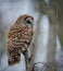 Barred Owl