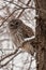 Barred Owl