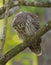 Barred Owl