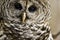 Barred Owl