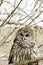 Barred Owl