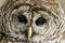 Barred Owl