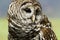 Barred Owl