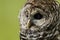 Barred Owl