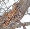 Barred Owl