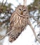 Barred Owl