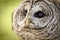 Barred Owl