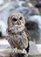 Barred Owl