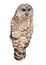 Barred Owl