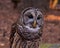 Barred Owl