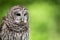 Barred Owl