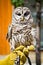 Barred Owl