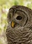 Barred Owl