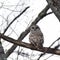 Barred owl