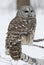 Barred owl