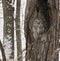 Barred Owl