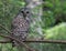 Barred Owl