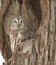 Barred Owl