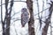 Barred Owl.