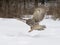 Barred owl