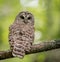 Barred Owl