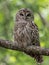 Barred Owl