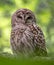 Barred Owl