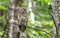 Barred Owl