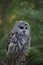 Barred owl