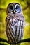 Barred Owl Animal. AI Generated.