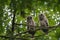 Barred Owl babies resting on a tree branch