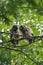 Barred Owl babies resting on a tree branch