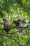 Barred Owl babies resting on a tree branch