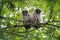 Barred Owl babies resting on a tree branch