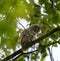 Barred Owl babies resting on a tree branch