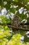 Barred Owl babies resting on a tree branch