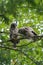 Barred Owl babies resting on a tree branch