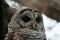 Barred Owl baby resting on a tree branch