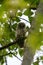 Barred Owl baby resting on a tree branch