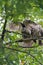 Barred Owl baby resting on a tree branch