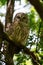 Barred Owl baby resting on a tree branch