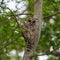 Barred Owl baby resting on a tree branch