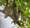 Barred Owl baby resting on a tree branch