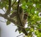 Barred Owl baby resting on a tree branch