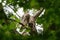 Barred Owl baby resting on a tree branch