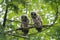 Barred Owl baby resting on a tree branch