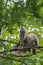 Barred Owl baby resting on a tree branch