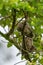 Barred Owl baby resting on a tree branch